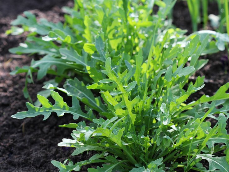 Junge, grüne Rucolablätter sprießen kräftig nebeneinander im Garten.