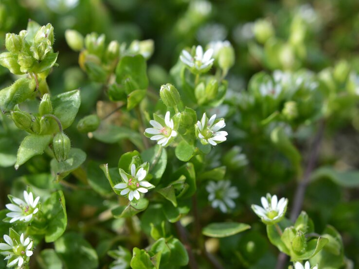 Kleine weiße Blüten auf grünem Blätterteppich in Nahaufnahme bei Tageslicht.