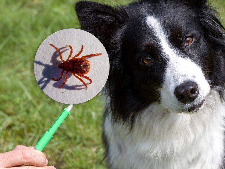 Collage mit einem Hund und einer Zecke:  Auf der rechten Seite des Bildes ist ein schwarz-weißer Hund, der aufmerksam schaut. Auf der linken Seite wird eine braune Zecke stark vergrößert dargestellt, als ob sie durch eine Lupe betrachtet wird.