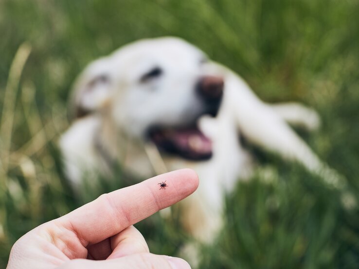 Eine Hand, die eine kleine braune Zecke auf der Fingerspitze hält. Im Hintergrund ist ein weißer Hund unscharf zu sehen, der im Gras liegt und scheinbar entspannt ist. | © iStock / Chalabala