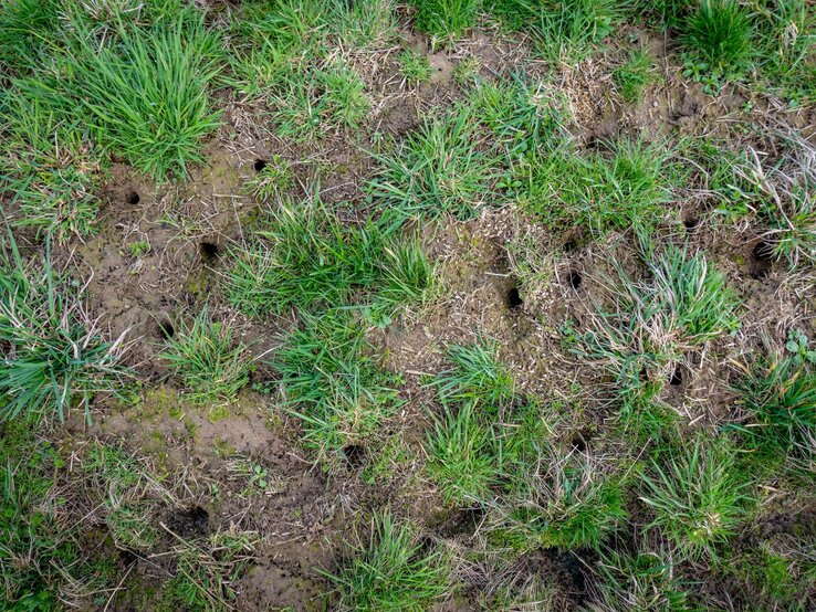 Eine Wiese mit unregelmäßigen Grasbüscheln und zahlreichen kleinen Löchern im Boden.