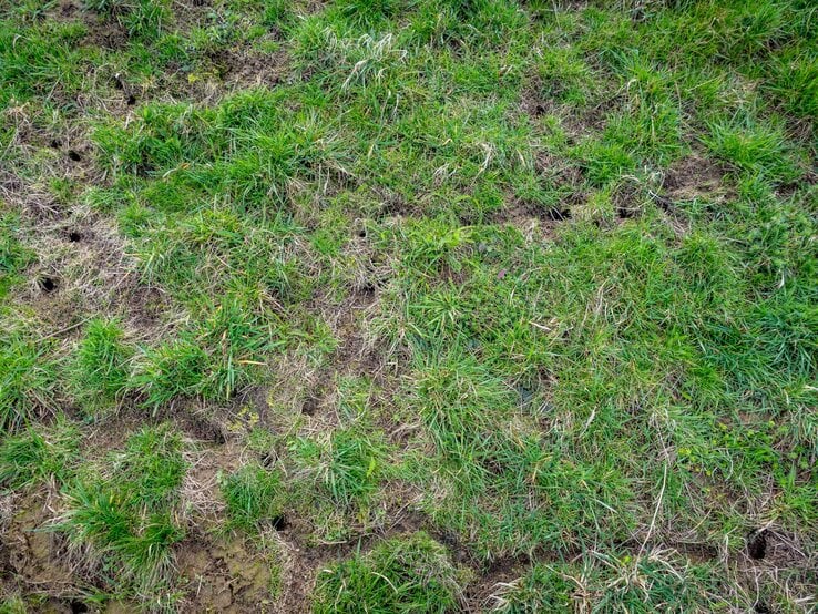 Nahaufnahme von unregelmäßigem, teils vertrocknetem Gras mit mehreren kleinen Löchern im Erdreich.