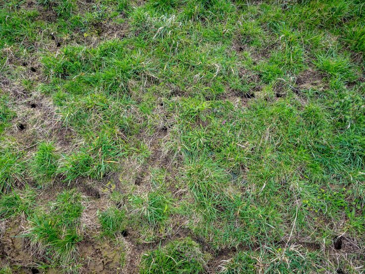 Nahaufnahme von unregelmäßigem, teils vertrocknetem Gras mit mehreren kleinen Löchern im Erdreich.