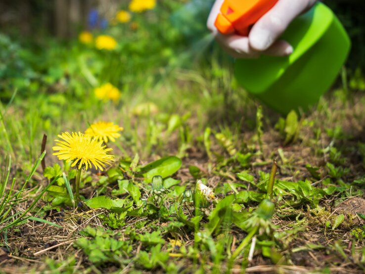 Person behandelt die Unkraut mit einer Spritzflasche. Im Fokus stehen zwei gelbe Löwenzahnblüten im Vordergrund auf einer grünen Wiese. Die Hand der Person hält die grün-orangefarbene Spritzflasche, die gerade das Herbizid auf die Unkräuter .