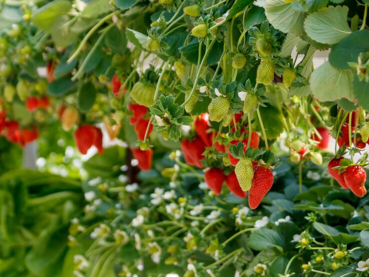 Reife und unreife Erdbeeren hängen an grünen Pflanzen, die in dichtem Laub und weißen Blüten eingebettet sind.