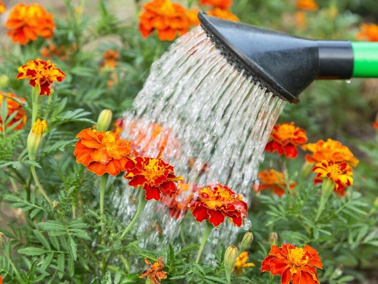 Ein schwarzer Gießkopf bewässert blühende, orangefarbene Studentenblumen in einem grünen Garten.