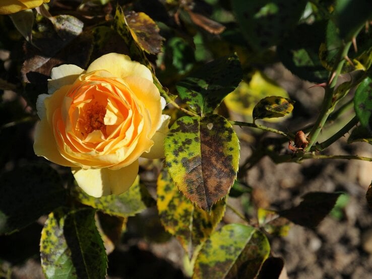 Eine gelb-orangefarbene Rose blüht in der Sonne, umgeben von dunkelgrünen und gelblich verfärbten Blättern.