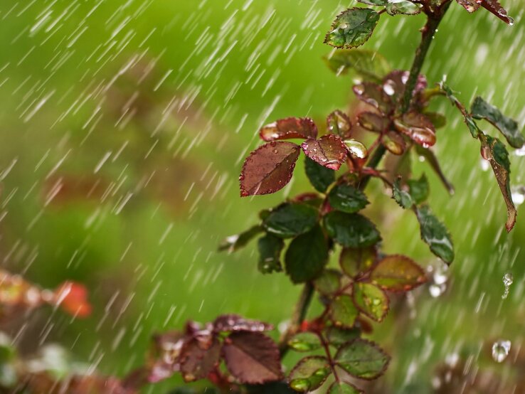 Ein Rosenstrauch mit nassen Blättern steht im strömenden Regen vor einem unscharfen grünen Hintergrund.