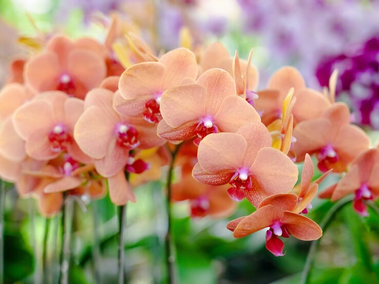 Nahaufnahme von zarten orangefarbenen Orchideenblüten mit rosa und roten Details, umgeben von grünen Blättern und unscharfem Hintergrund.