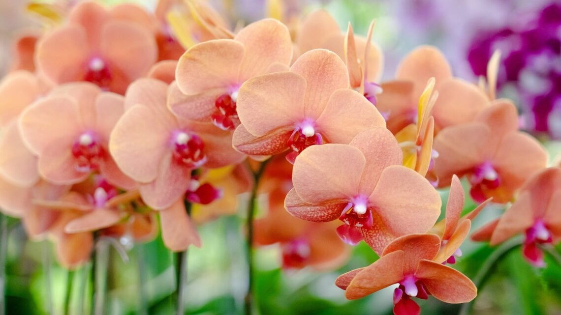 Nahaufnahme von zarten orangefarbenen Orchideenblüten mit rosa und roten Details, umgeben von grünen Blättern und unscharfem Hintergrund.