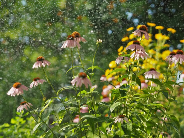 Bunte Blumen wachsen im Regen.