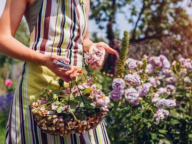 In einem Garten arbeitende Person trägt eine gestreifte Schürze und hält eine Gartenschere in der einen Hand und verwelkte Blumen in der anderen Hand.
