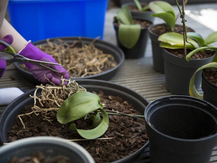 Eine Person mit violetten Handschuhen schneidet eine Orchidee in einem Topf auf einem Holztisch, umgeben von weiteren Pflanzen und einem blauen Behälter.