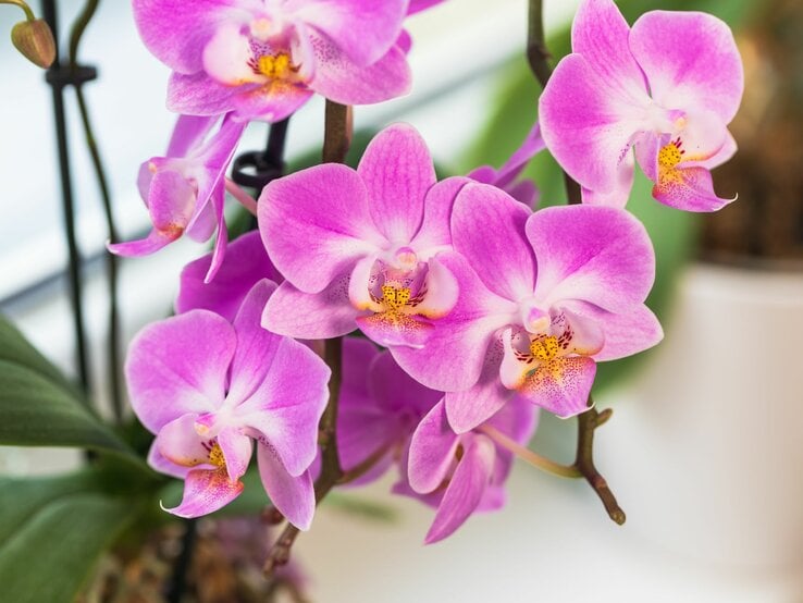 Nahaufnahme einer pinken Orchideenblüte mit gelbem Zentrum, umgeben von weiteren Blüten vor unscharfem grün-weißem Hintergrund.