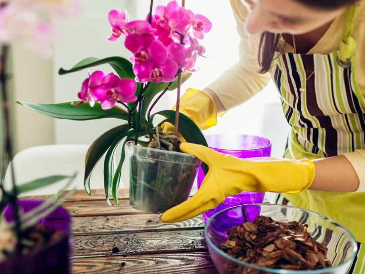 Eine Frau pflegt ihre Orchideen und topft sie mit Handschuhen um.