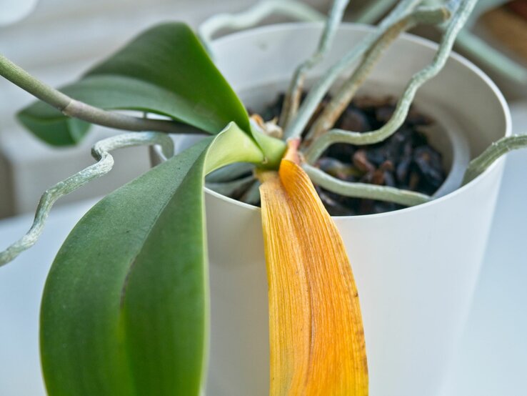 Orchidee hat ein gelbes Blatt, weil sie unter Wurzelfäule leidet.