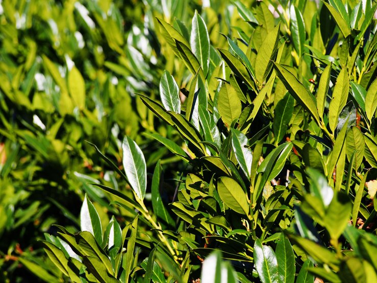 Glänzende grüne Blätter eines Strauchs in der Nahaufnahme, beleuchtet von hellem Sonnenlicht.