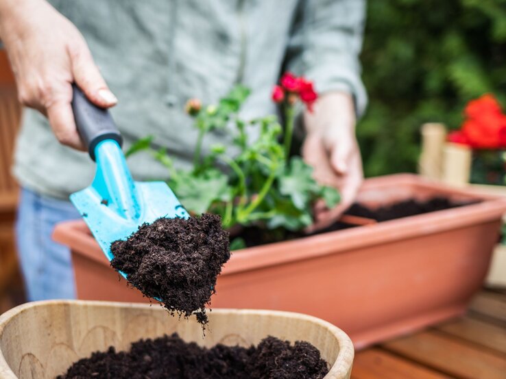 Person gibt Blumenerde mit einer blauen Gartenschaufel in ein Pflanzgefäß. Im Hintergrund ist ein Terrakottatopf mit einer Pflanze zu sehen, sie scheint im Garten oder auf einer Terrasse zu arbeiten.