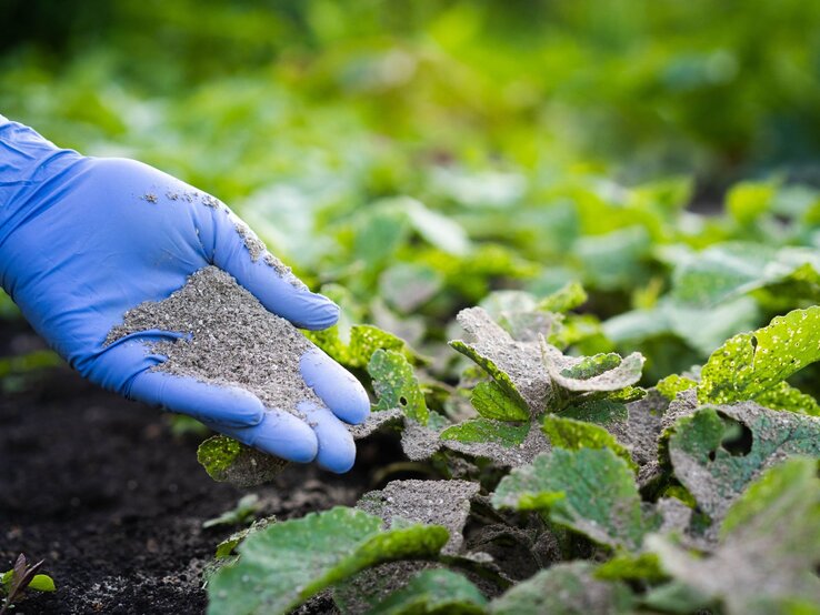 Eine Hand in blauen Handschuhen streut Asche über grüne Pflanzenblätter in einem Garten bei Tageslicht.