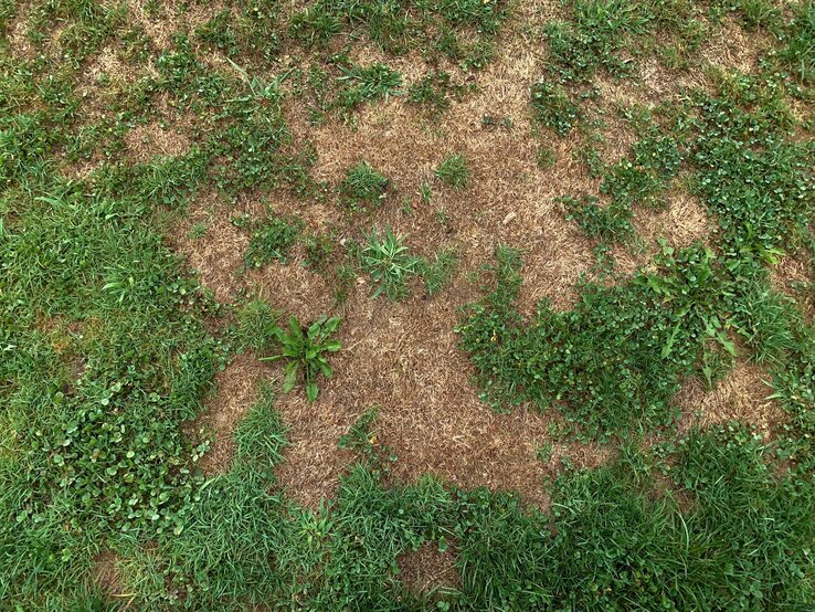 Uneben gewachsene Grasfläche mit braunen, trockenen Stellen und grünen Grasbüscheln in einer Sommerwiese.