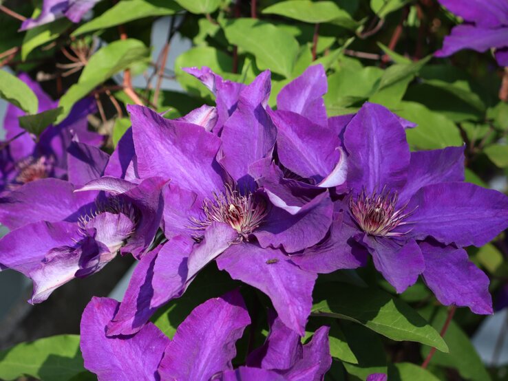 Leuchtend violette Clematisblüten mit filigranen Staubgefäßen vor einem Hintergrund aus saftig grünen Blättern.