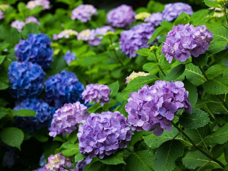 Dicht bewachsene Hortensien mit lila und blauen Blüten, die von grünen Blättern umgeben sind.