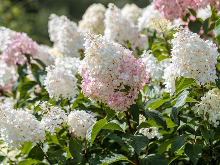 Weiße und rosa Hortensienbüsche in voller Blüte an einem sonnigen Tag mit grünem Laub. | © Shutterstock/S.O.E