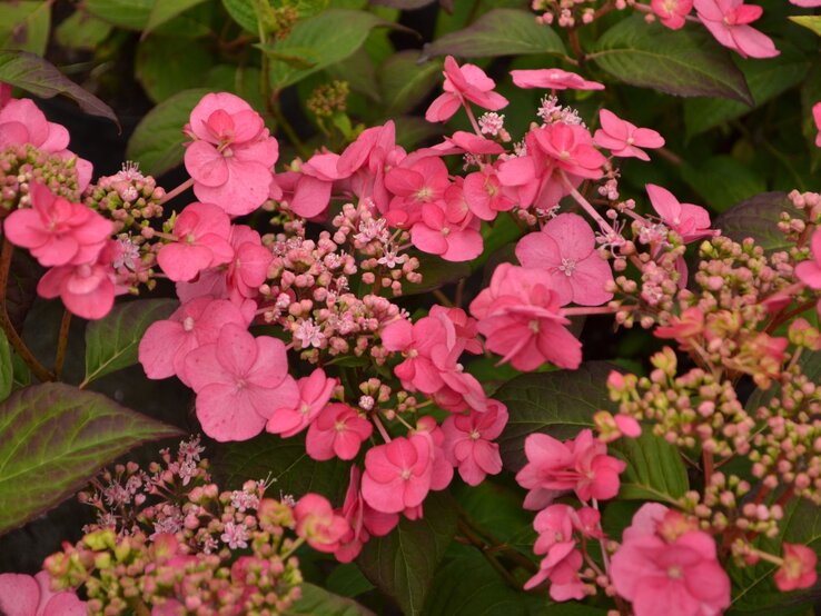 Leuchtend pinke Hortensienblüten und Knospen inmitten von grünem Laub. | © Shutterstock/Edita Medeina