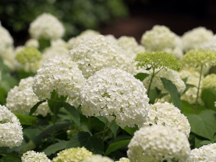 Weiße Hortensienblüten in voller Blüte, umgeben von grünen Blättern und Knospen. | © Shutterstock/YUMIK