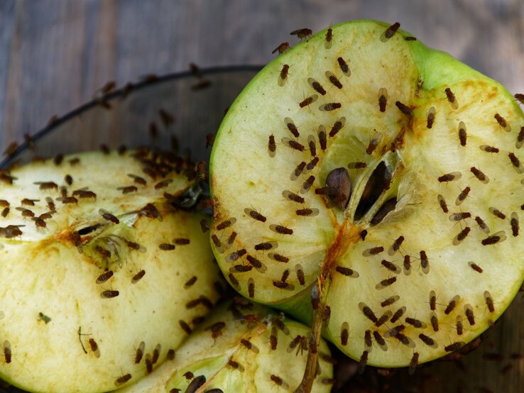 Aufgeschnittene Äpfel, die von zahlreichen kleinen Fruchtfliegen auf einem hölzernen Untergrund umschwärmt werden.