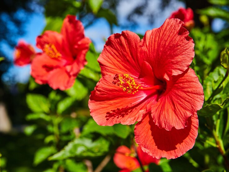 Nahaufnahme einer leuchtend roten Hibiskusblüte mit gelben Staubgefäßen vor unscharfem grünen Hintergrund im Sonnenschein.