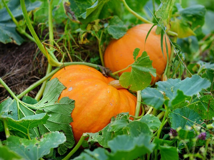 Zwei große, reife Kürbisse mit kräftigen Stielen liegen zwischen grünen Blättern und Ranken im Garten.