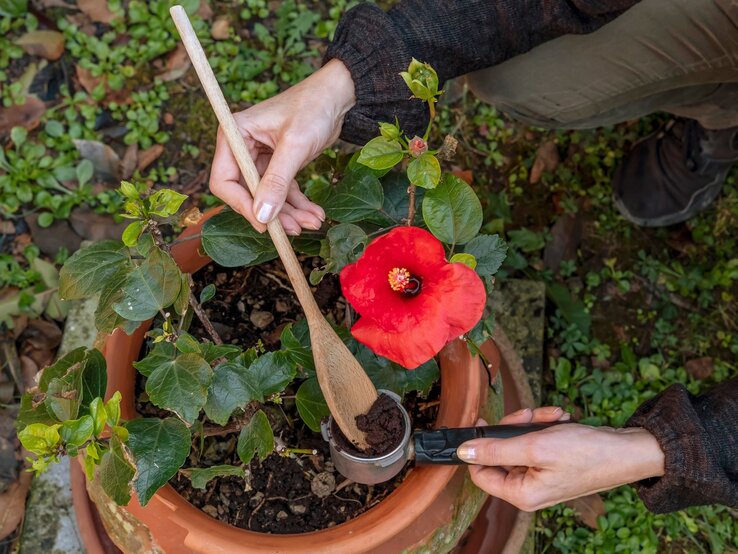 Hände einer Person düngen mit einem Holzlöffel eine blühende rote Hibiskuspflanze in einem Terrakottatopf im Garten.