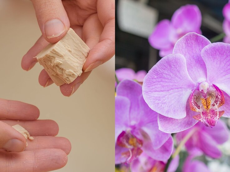 Linke Hand bröckelt frische Hefe über rechte Hand, rechts daneben Nahaufnahme einer lila Orchideenblüte. | © (l.) Shutterstuck/PawelKacperek, (r.) Shutterstock/CHOTE BKK