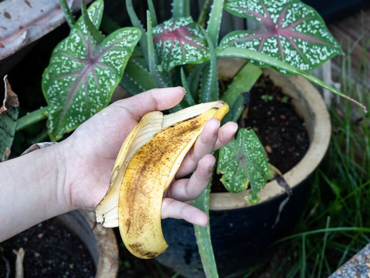 Hand hält eine Bananenschale über einen Blumentopf mit grünen, gesprenkelten Blättern. | © Shutterstock/ThamKC