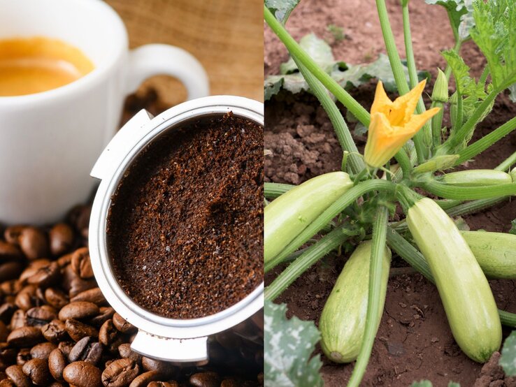 Links eine Tasse Kaffee und Kaffeepulver in einem Siebträger, rechts eine Zucchinipflanze mit gelber Blüte auf Erde. | © (l.) Shutterstock/O_Lypa, (r.) Shutterstock/tchara