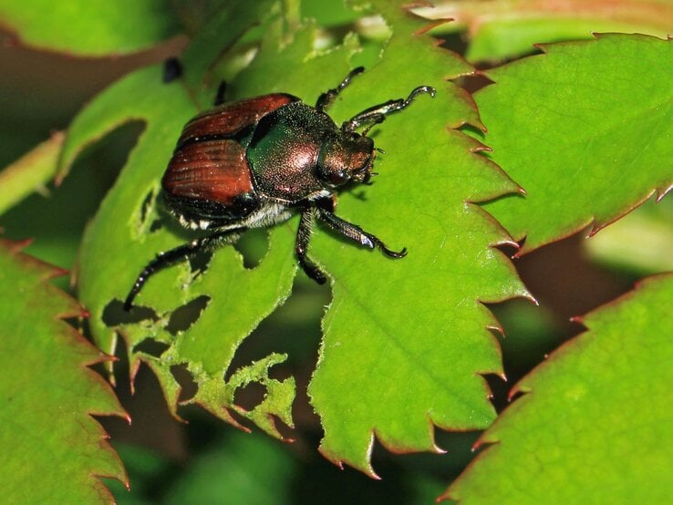 Japankäfer auf einem grünen Blatt. Der Käfer hat eine markante glänzende, metallisch grüne Farbe am Kopf und Rumpf sowie rostbraune Flügeldecken. Seine Beine und Fühler sind schwarz.