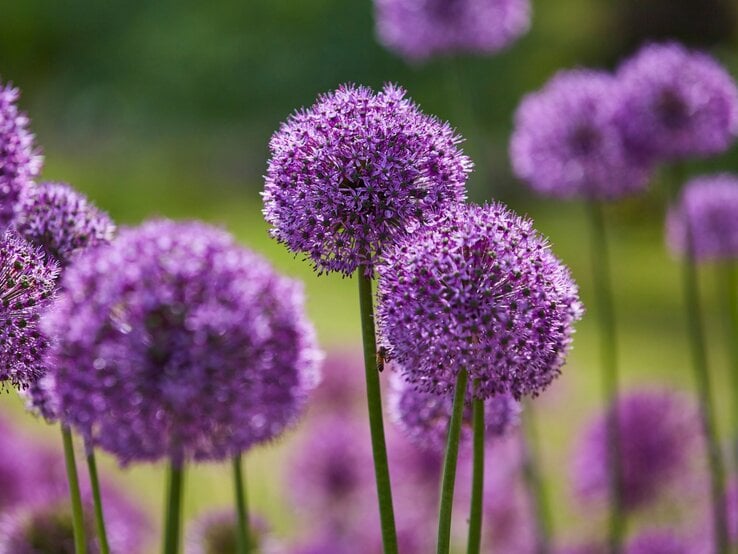 Nahaufnahme von blühenden, violetten Kugelblumen auf hohen Stängeln vor einem unscharfen, grünen Hintergrund.