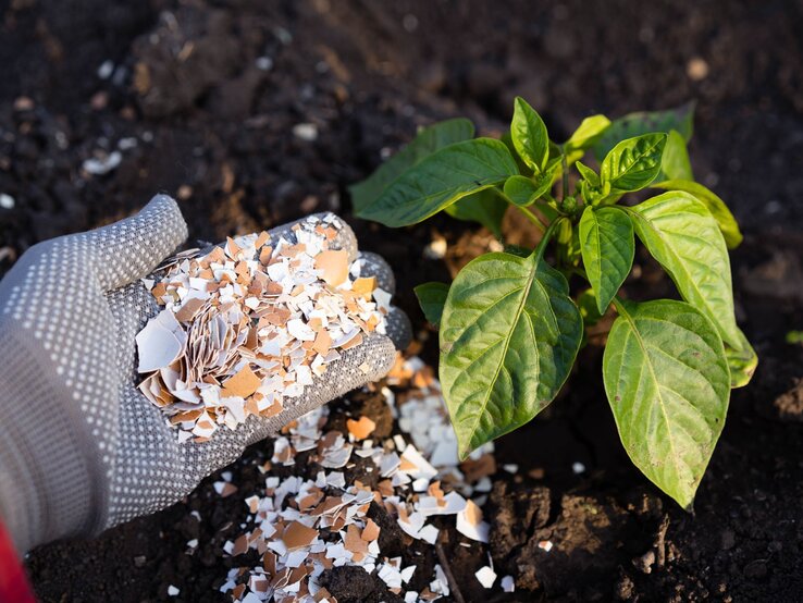 Eine behandschuhte Hand streut zerkleinerte Eierschalen als Dünger neben eine grüne Pflanze in fruchtbarer Erde. | © Shutterstock/Uryupina Nadezhda