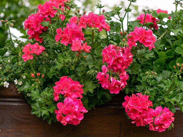 Üppige pinke Geranien blühen in einem hölzernen Blumenkasten, umgeben von grünen Blättern und kleinen weißen Blüten.