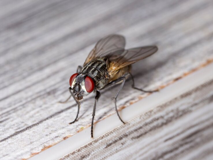 Nahaufnahme einer Fliege mit roten Augen und transparenten Flügeln auf einer Holzoberfläche.