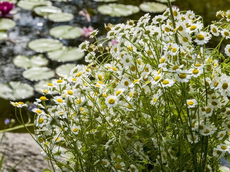Mutterkraut mit weiß-gelben Blüten, im Hintergrund ein ruhiger Teich mit Seerosenblättern im Sonnenlicht.
