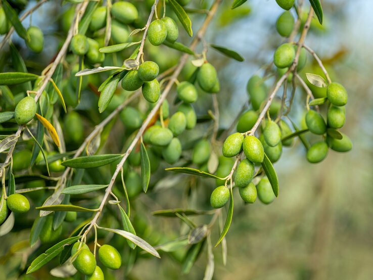 Frische, grüne Oliven hängen dicht an belaubten Ästen eines Olivenbaums im Sonnenlicht.