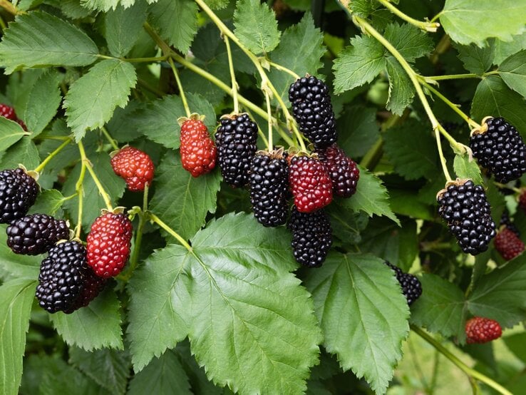 Reife und unreife Brombeeren hängen an grünen Zweigen mit kräftigen, gezackten Blättern im Tageslicht.