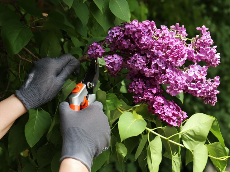 Eine Person mit grauen Handschuhen schneidet mit einer Gartenschere einen Fliederzweig mit violetten Blüten ab.