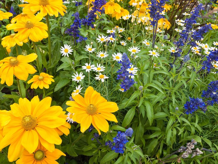 Bunte Sommerwiese mit leuchtend gelben Sonnenhüten, weißen Gänseblümchen und intensiv blauen Salbeiblüten.