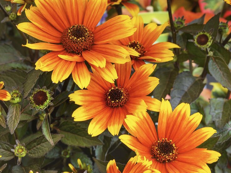 Nahaufnahme leuchtend orangefarbener Blüten mit dunklen Zentren, umgeben von grünen Blättern im Sommergarten. | © IMAGO/imagebroker