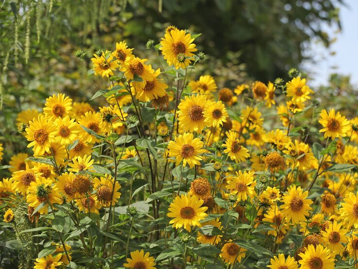 Leuchtend gelbe Sonnenblumen in voller Blüte unter blauem Himmel, umgeben von grünem Laub. | © Shutterstock/Alex Manders