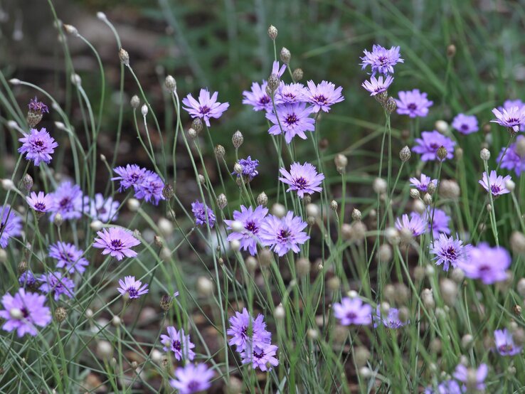 Zarte, violette Blüten auf langen, dünnen Stängeln in einer natürlichen Wiese mit grünem Hintergrund. | © Shutterstock/Alex Manders