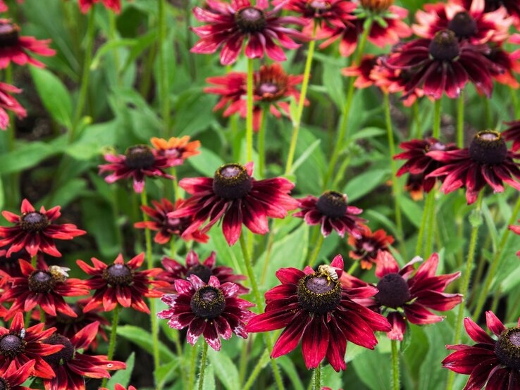 Tiefrote Blumen mit dunklen Zentren blühen auf langen Stängeln inmitten von grünen Blättern. | © Shutterstock/PeterVrabel